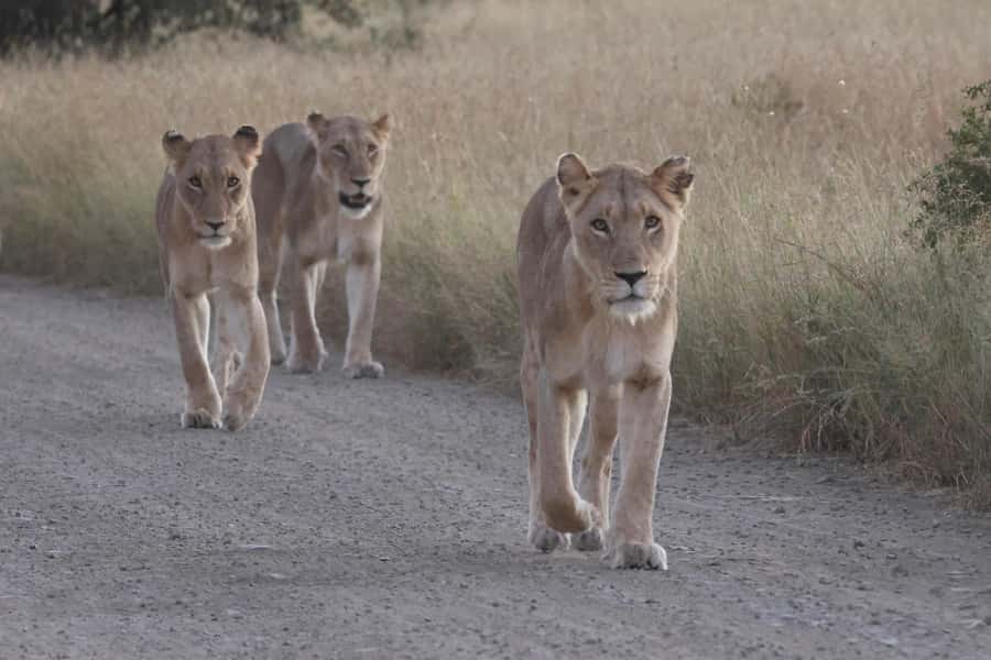 Hoedspruit: Private Kruger National Park Full-Day Safari - Key points before you book