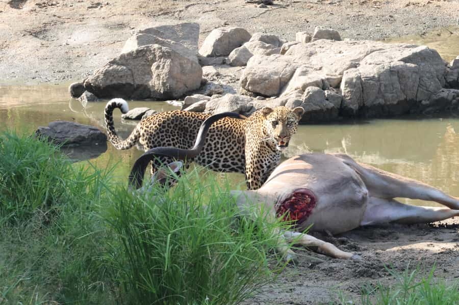 Hoedspruit: Private Kruger National Park Full-Day Safari - A very long day, from Hoedspruit to Kruger