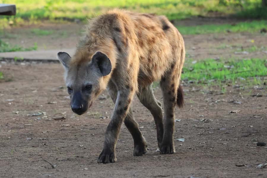 Hoedspruit: Private Kruger National Park Full-Day Safari - What your guide adds to the day