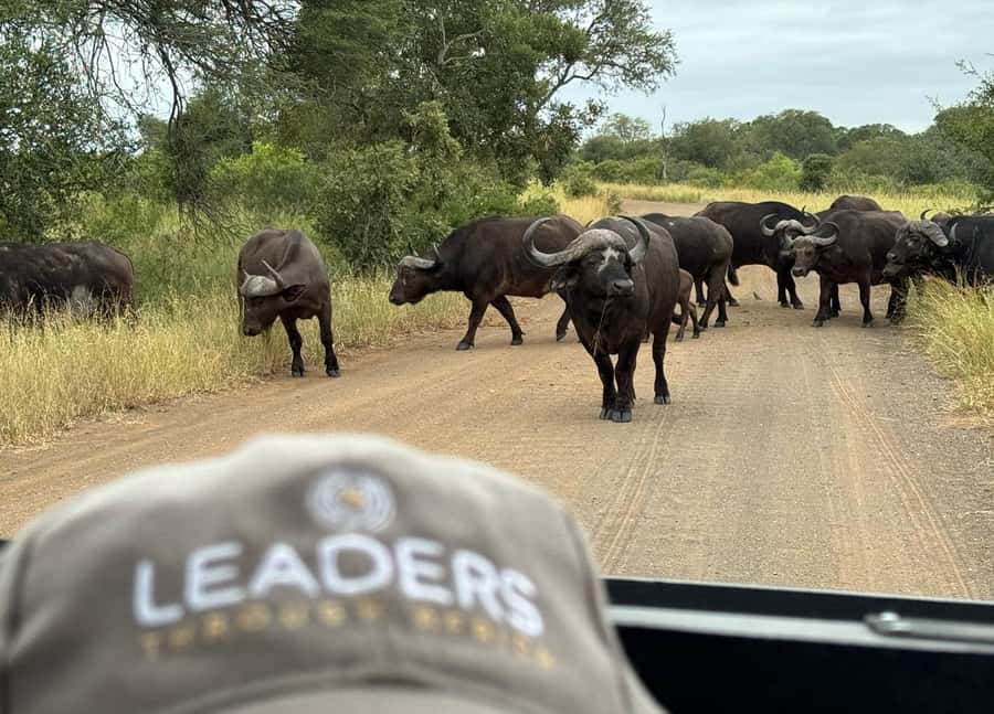 Hoedspruit: Private Kruger National Park Full-Day Safari - Searching for the Big Five, and the animals beyond them