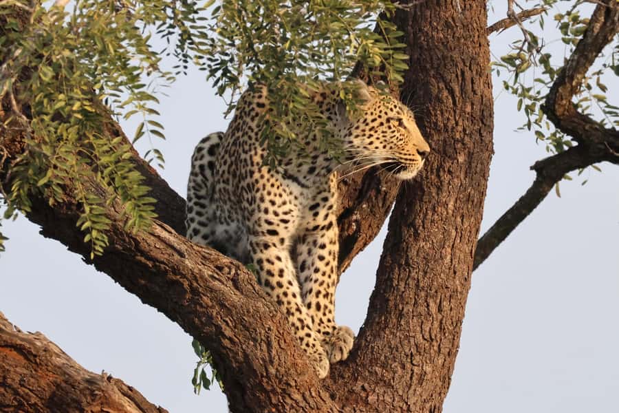 Hoedspruit: Private Kruger National Park Full-Day Safari - Morning drinks and the practical comforts