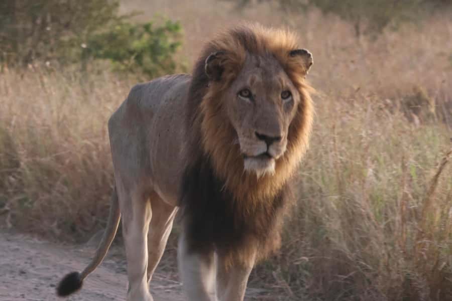 Hoedspruit: Private Kruger National Park Full-Day Safari - Is $404 good value for four people?