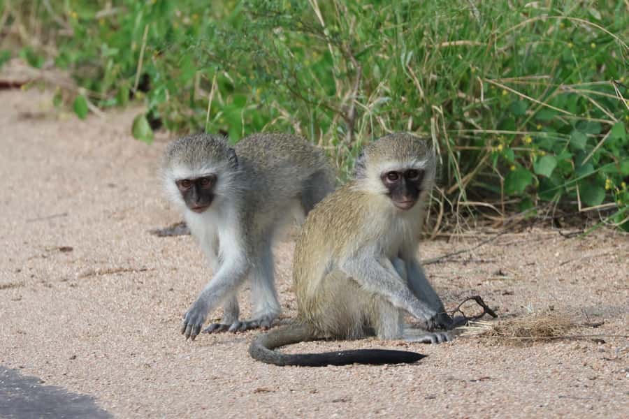 Hoedspruit: Private Kruger National Park Full-Day Safari - Who will enjoy this safari most?
