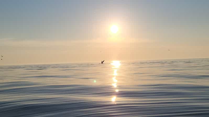 Honningsvåg: North Cape King Crab & Arctic Wildlife Safari - Should you book the North Cape King Crab and Arctic Wildlife Safari?