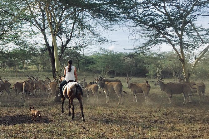 Horse safaris in Tanzania - Choosing a morning or afternoon departure