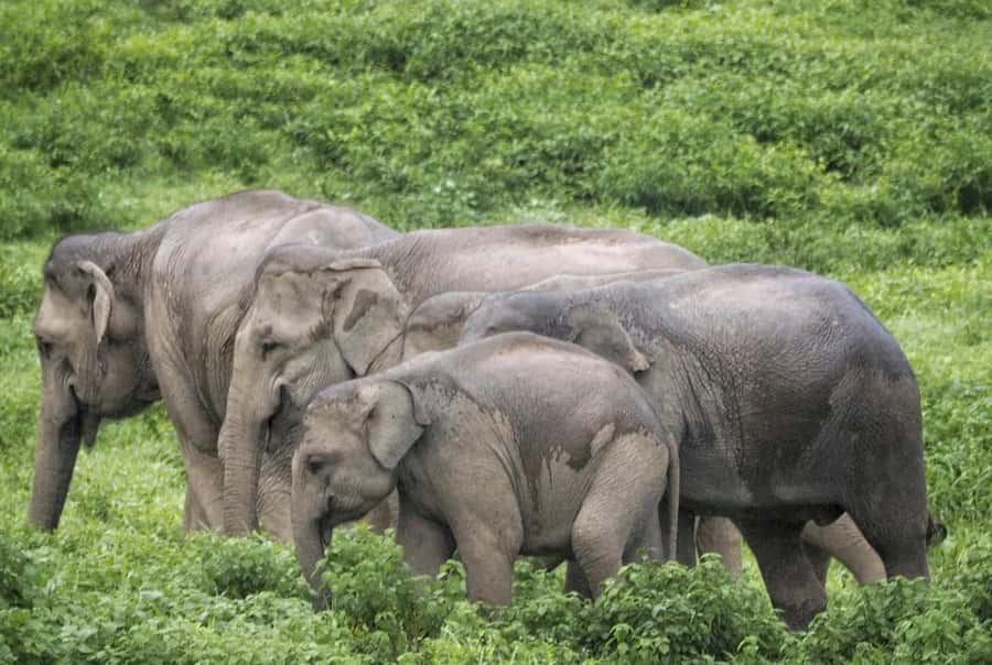 Hua Hin: Kui Buri Elephant Safari Private Tour - Quick take: what makes this safari worth considering