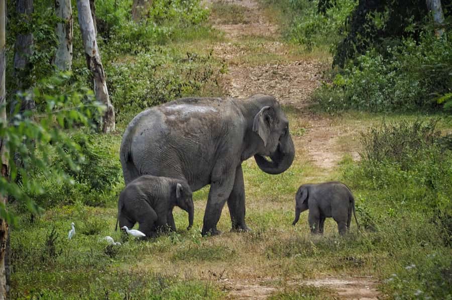 Hua Hin: Kui Buri Elephant Safari Private Tour - From Hua Hin to Kui Buri National Park