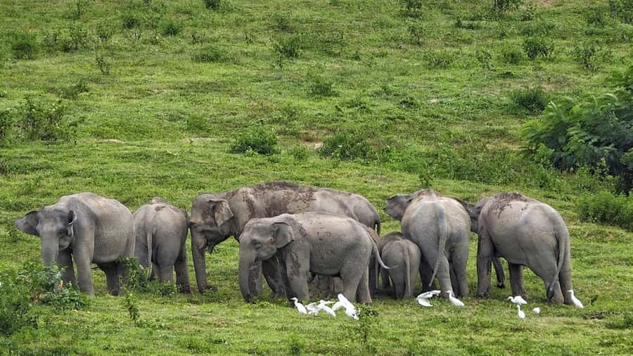 Hua Hin: Kui Buri Elephant Safari Private Tour - Seeing elephants without chasing the moment