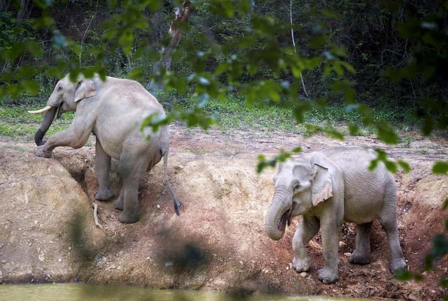 Hua Hin: Kui Buri Elephant Safari Private Tour - A dusty road calls for simple preparation