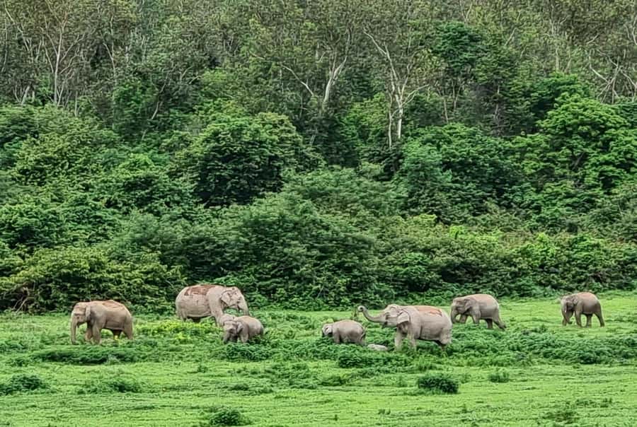 Hua Hin: Kui Buri Elephant Safari Private Tour - Is $157 a fair price?