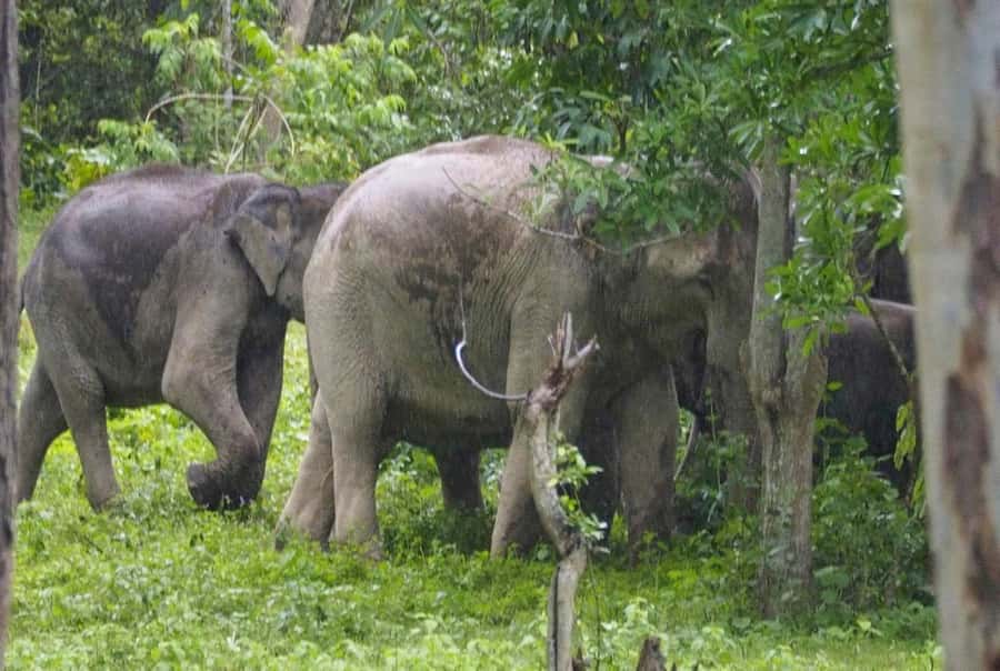 Hua Hin: Kui Buri Elephant Safari Private Tour - Who will enjoy this day trip most?