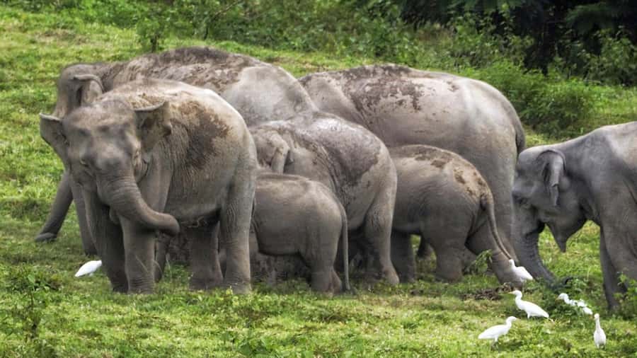 Hua Hin: Kui Buri Elephant Safari Private Tour - Three hours in the forest reserve