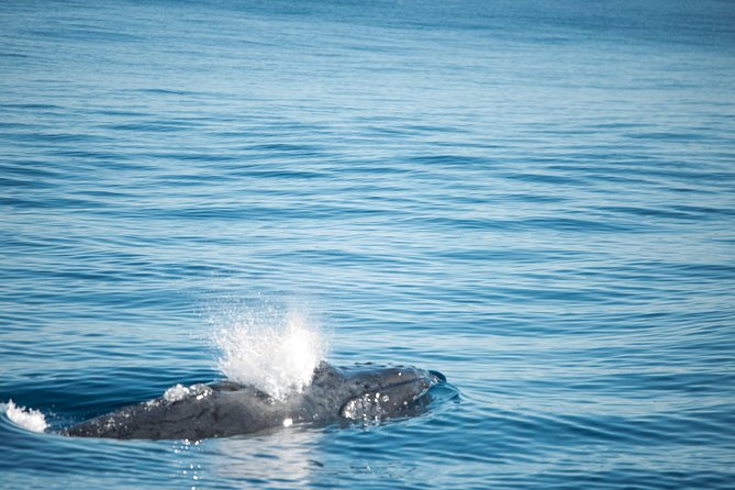 Humpback Whale Safari - What the Coral Bay whale safari is really about