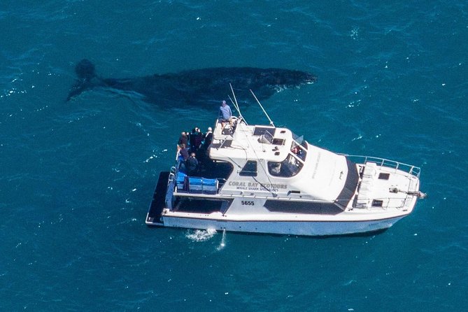 Humpback Whale Safari - Who will enjoy this tour most