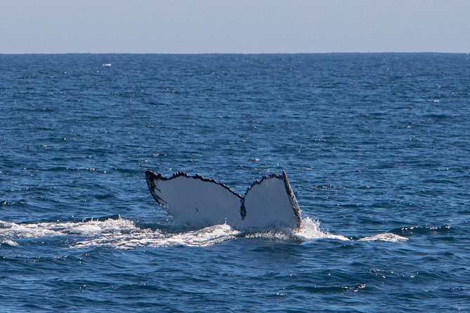 Humpback Whale Safari - Practical details that affect your decision