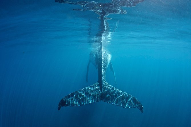 Humpback Whale Safari - Finding humpbacks along Ningaloo Reef