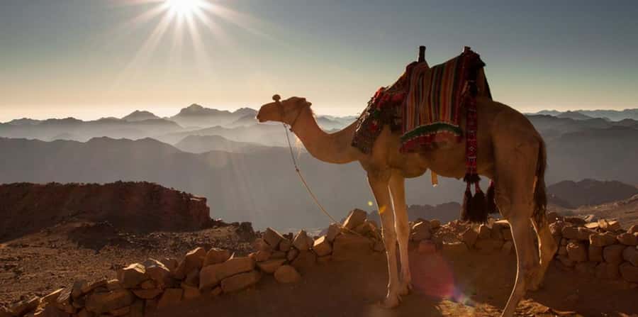 Hurghada: Quad Bike, Sea, Camel, Safari, Stargazing & Dinner - Who should book this Hurghada desert trip?