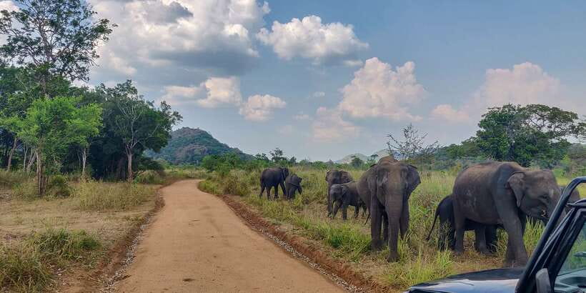 Hurulu Eco Park: 3-Hour Morning or Evening Safari - Key points to know before you book
