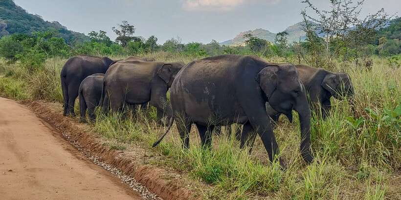 Hurulu Eco Park: 3-Hour Morning or Evening Safari - Why Hurulu Eco Park matters in Sri Lanka’s elephant country