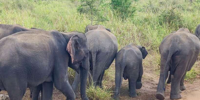 Hurulu Eco Park: 3-Hour Morning or Evening Safari - What the $24 price really covers