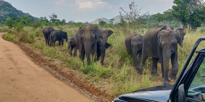 Hurulu Eco Park: 3-Hour Morning or Evening Safari - The strongest and weakest parts of the experience