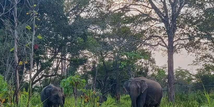 Hurulu Eco Park: 3-Hour Morning or Evening Safari - Starting at the Hurulu gate