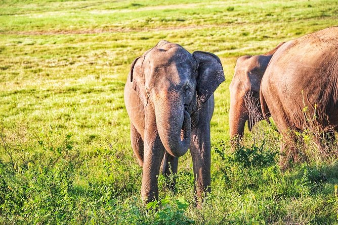 Hurulu Eco Park Private Safari - Why elephant sightings are usually the main payoff
