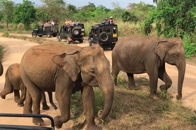 Hurulu Eco Park Private Safari - Morning or afternoon: choosing your safari time