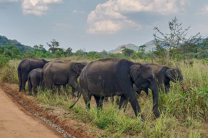 Hurulu Eco Park Private Safari - Private jeep, pickup, and practical comfort