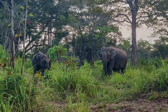 Hurulu Eco Park Private Safari - The limits of the wildlife promise