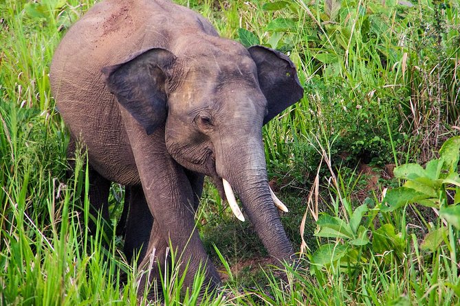 Hurulu Eco Park Private Safari - Your three hours inside the park