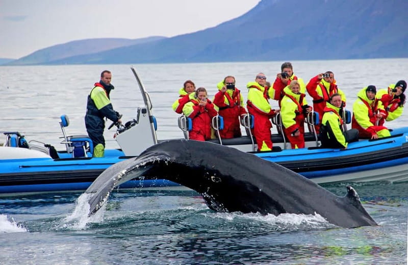 Húsavík: Original Big Whale Safari & Puffins by Speedboat - Key points to know before booking