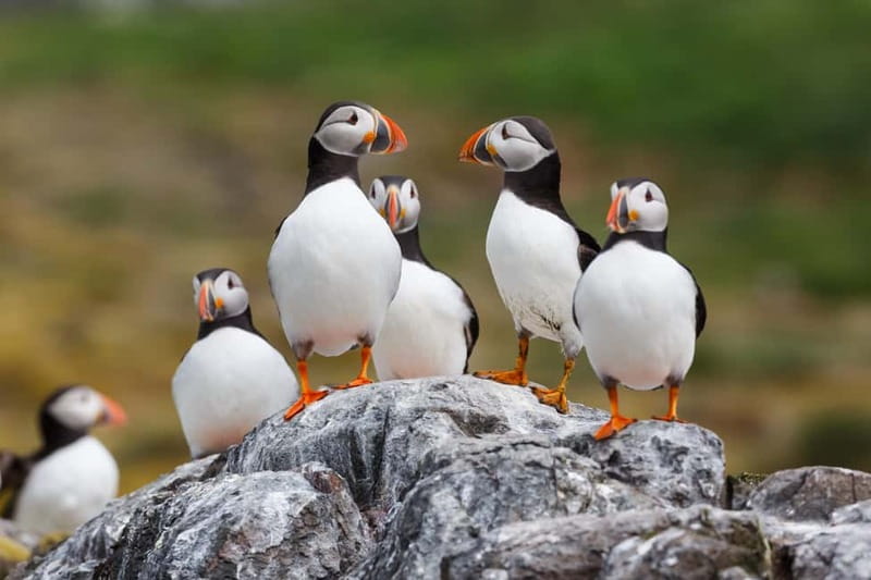 Húsavík: Original Big Whale Safari & Puffins by Speedboat - Practical details that can save your morning