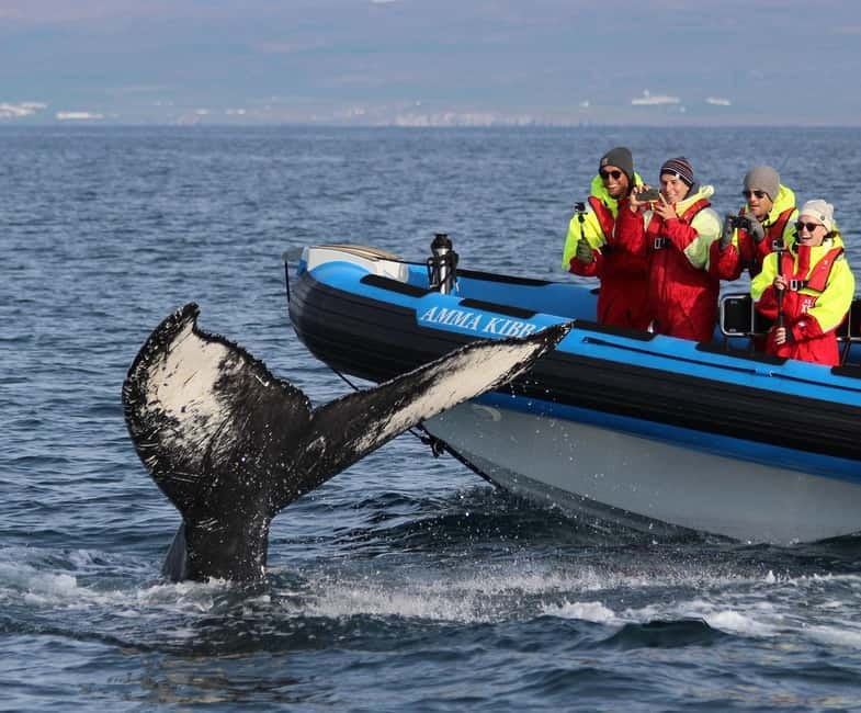 Húsavík: Original Big Whale Safari & Puffins by Speedboat - The first run across Skjálfandi Bay