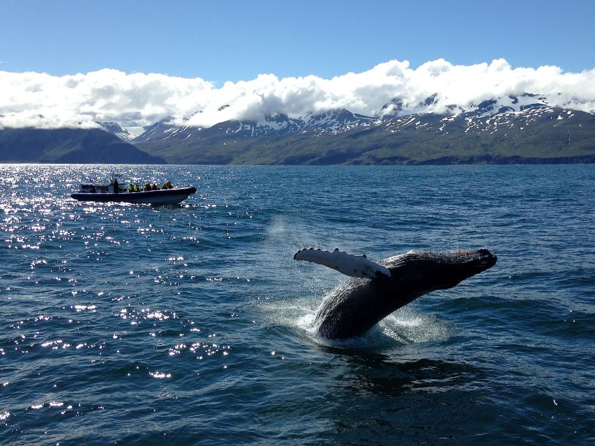 Húsavík: Original Big Whale Safari & Puffins by Speedboat - Puffin Island from April to August