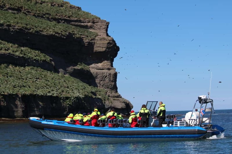 Húsavík: Original Big Whale Safari & Puffins by Speedboat - Searching for humpbacks, dolphins, and larger whales