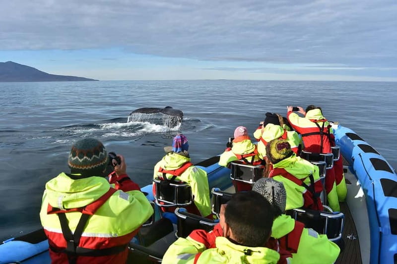 Húsavík: Original Big Whale Safari & Puffins by Speedboat - What happens when the weather turns