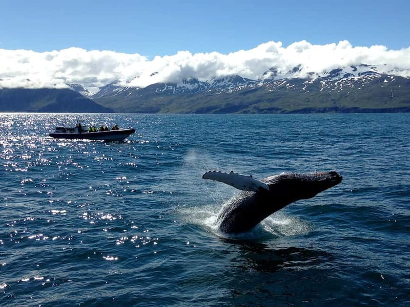 Húsavík: Original Big Whale Safari & Puffins by Speedboat - Who should book this RIB safari?