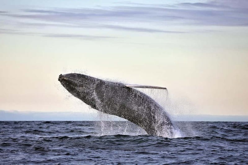 Húsavík: Original Big Whale Safari & Puffins by Speedboat - Meeting the crew and getting ready in Húsavík