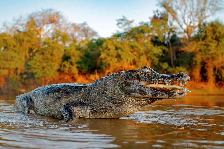 Iquitos: Full Day Tour in the Jungle | Amazon Safari - Starting at Bella Vista Nanay