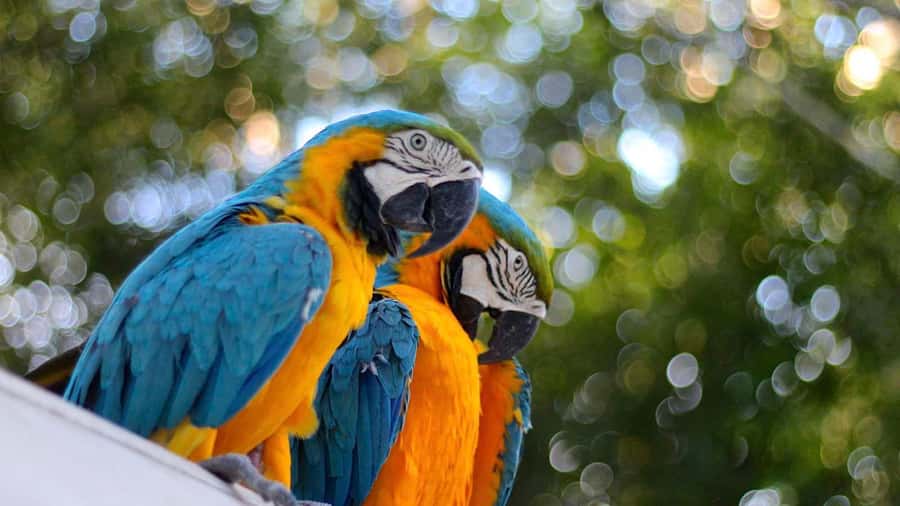 Iquitos: Full Day Tour in the Jungle | Amazon Safari - Is $89 good value?