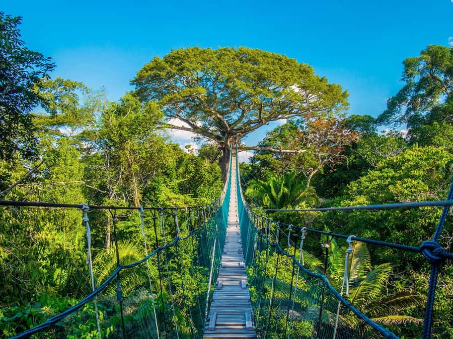 Iquitos: Full Day Tour in the Jungle | Amazon Safari - Watching for gray and pink dolphins