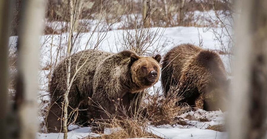 Jackson: Grand Teton Sunrise Safari with Naturalist Guide - Why sunrise is the right time in Grand Teton