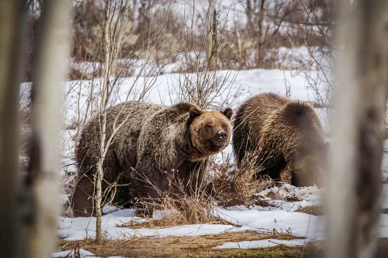 Jackson: Grand Teton Sunrise Safari with Naturalist Guide - Your first wildlife search