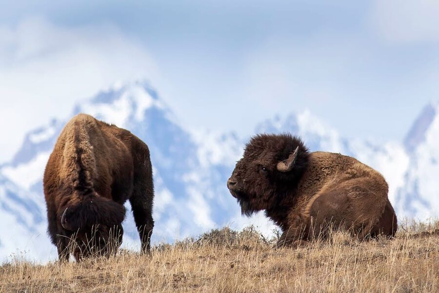 Jackson: Grand Teton Sunrise Safari with Naturalist Guide - The guides make the difference