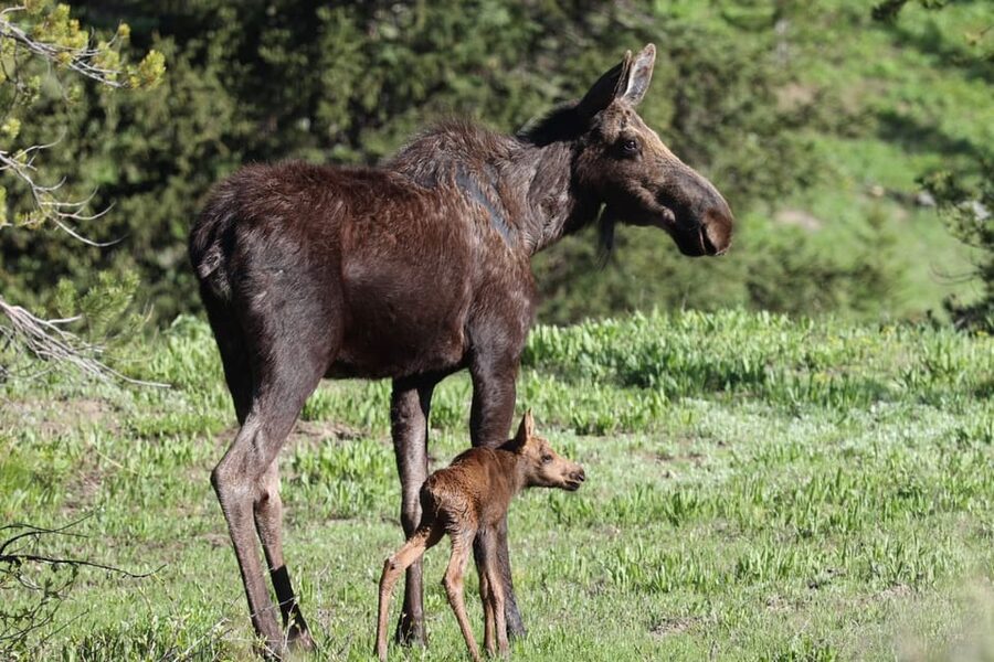 Jackson: Grand Teton Sunrise Safari with Naturalist Guide - Is $170 a good value?