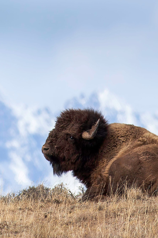 Jackson: Grand Teton Sunrise Safari with Naturalist Guide - Who should book this safari?