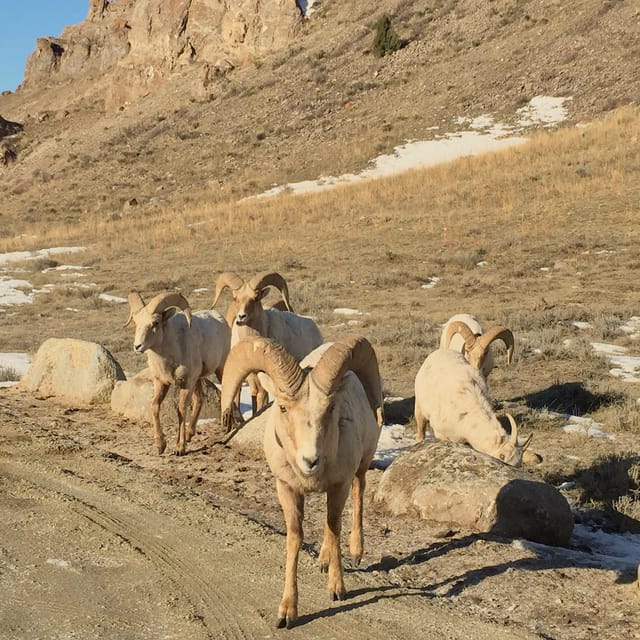 Jackson: Grand Teton Sunrise Safari with Naturalist Guide - Practical booking notes