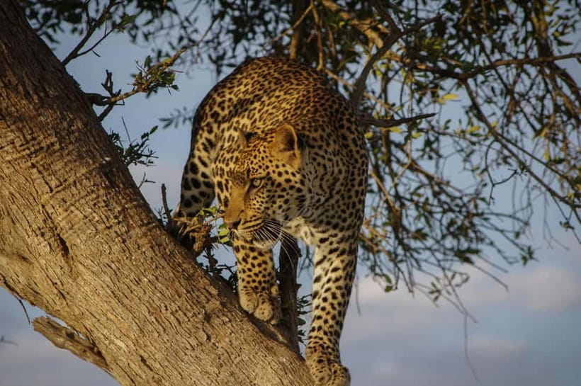 Jaipur: Jhalana Amagarh Leopard Reserve 4×4 Jeep Safari - Why a leopard reserve inside Jaipur is worth your time