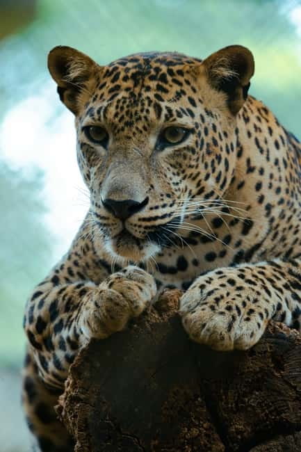 Jaipur: Jhalana Amagarh Leopard Reserve 4×4 Jeep Safari - The wildlife you may see besides cats